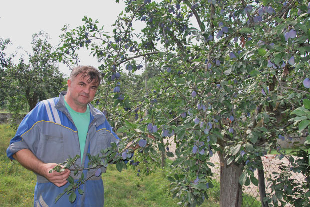 Због лоше цене, шљива за ракију